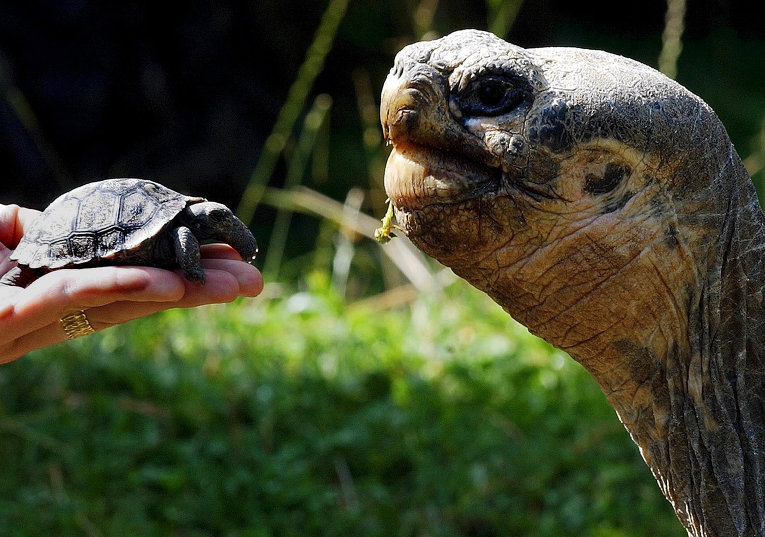 Новорожденная галапагосская черепаха в зоопарке Цюриха