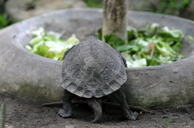 Черепаха в зоопарке Тегусигальпы