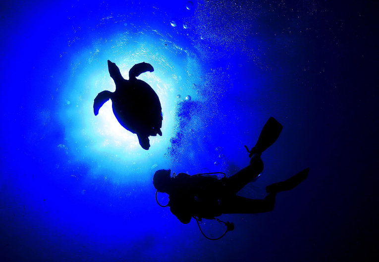 Морская черепаха плавает с дайвером в водах Средиземного моря