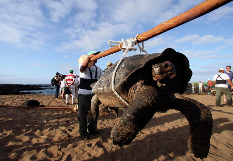 Галапагосскую черепаху, выращенную в Национальном парке Галапагос, транспортируют, чтобы выпустить на волю