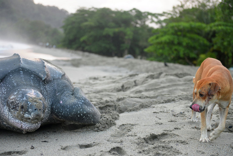 Собака проходит мимо кожистой черепахи, которая выбралась из воды, чтобы отложить яйца на пляже Гранд-Ривьер-Тринидад