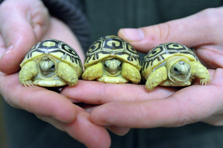 Новорожденные леопардовые черепахи в зоопарке Сегед
