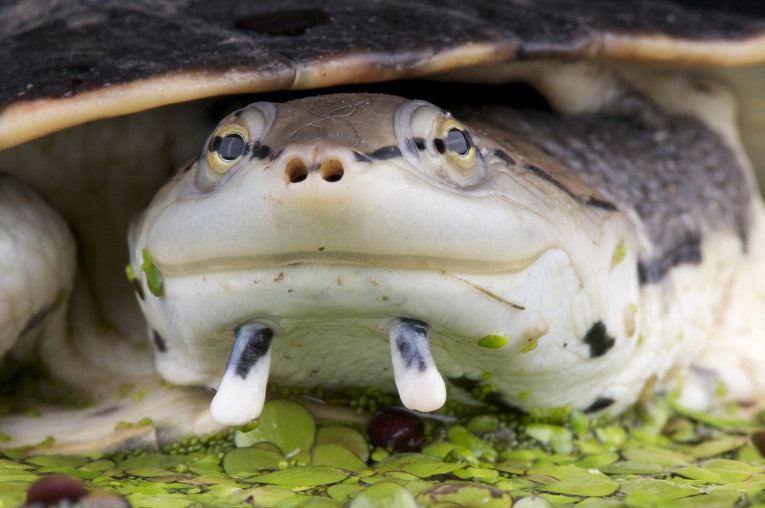 Жабоголовая черепаха
