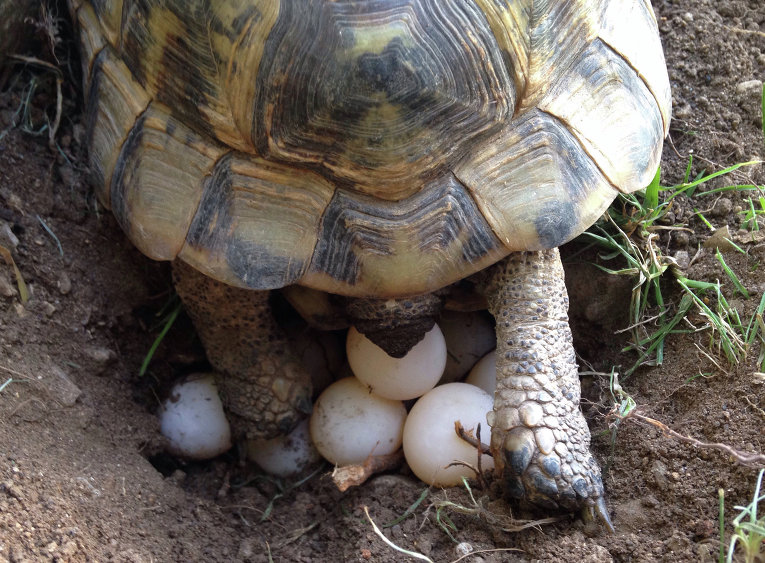 Черепаха откладывает яйца
