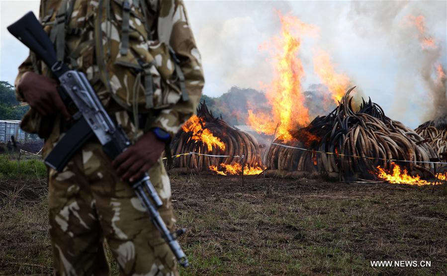 （国际）（2）肯尼亚焚烧105吨象牙和1.3吨犀牛角