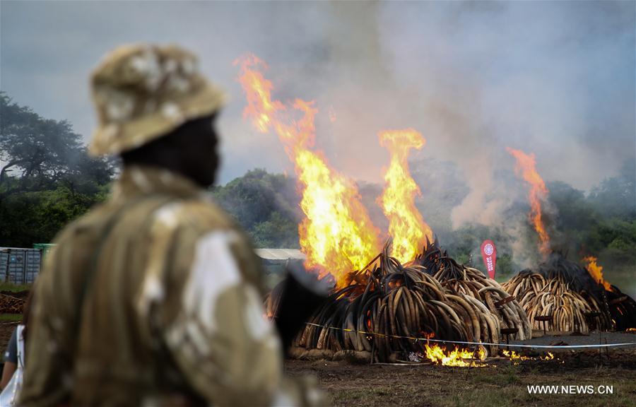 （国际）（7）肯尼亚焚烧105吨象牙和1.3吨犀牛角