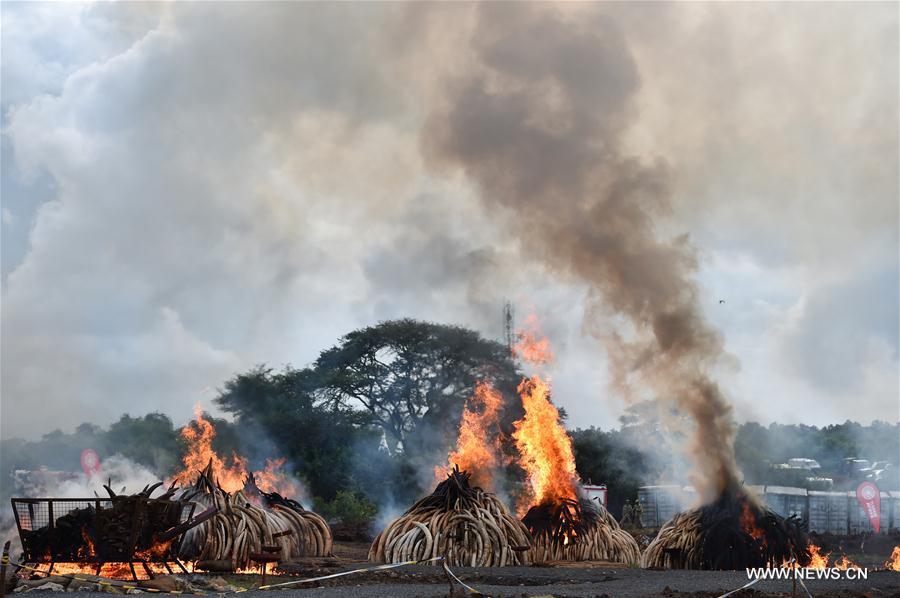 （国际）（4）肯尼亚焚烧105吨象牙和1.3吨犀牛角