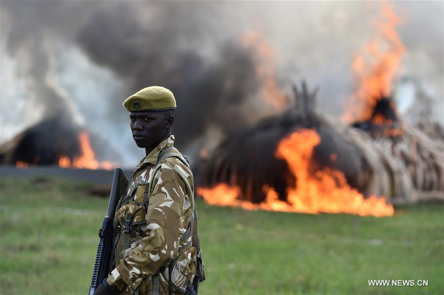 （国际）（1）肯尼亚焚烧105吨象牙和1.3吨犀牛角