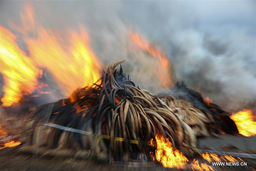 （国际）（5）肯尼亚焚烧105吨象牙和1.3吨犀牛角