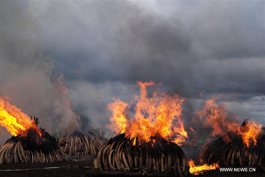 （国际）（8）肯尼亚焚烧105吨象牙和1.3吨犀牛角