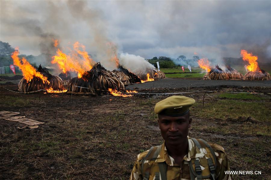 （国际）（3）肯尼亚焚烧105吨象牙和1.3吨犀牛角