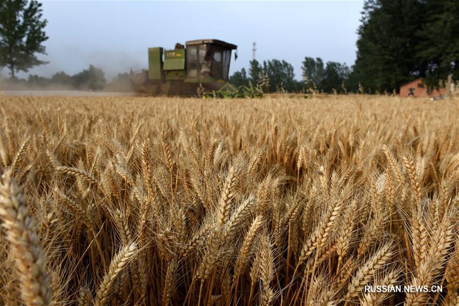 В провинции Хэнань убрано более половины урожая пшеницы