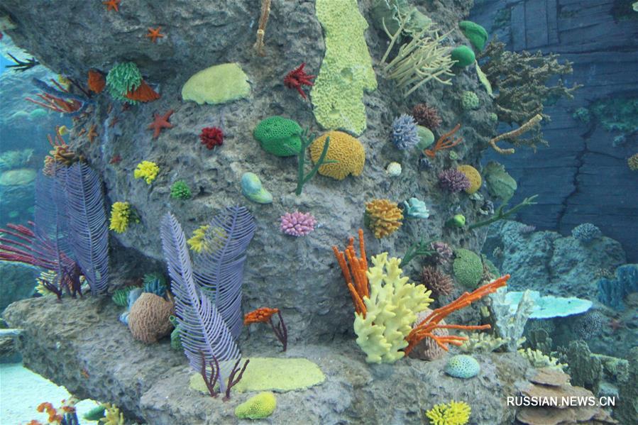 Приморский океанариум ждет гостей со всего мира
