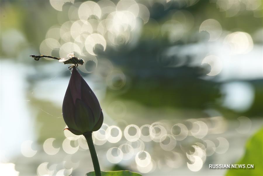 Символы лета -- цветущие лотосы