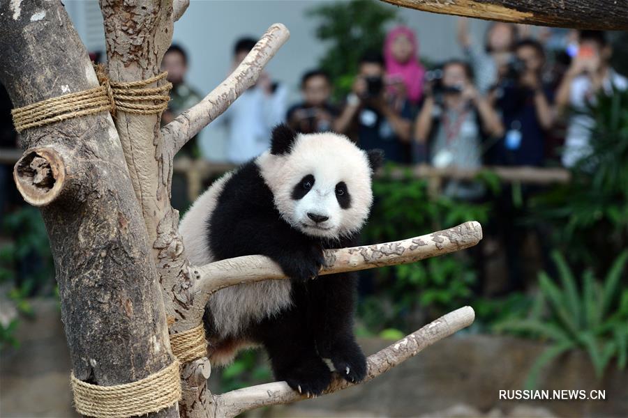 Панда -- символ мира и дружбы из Китая