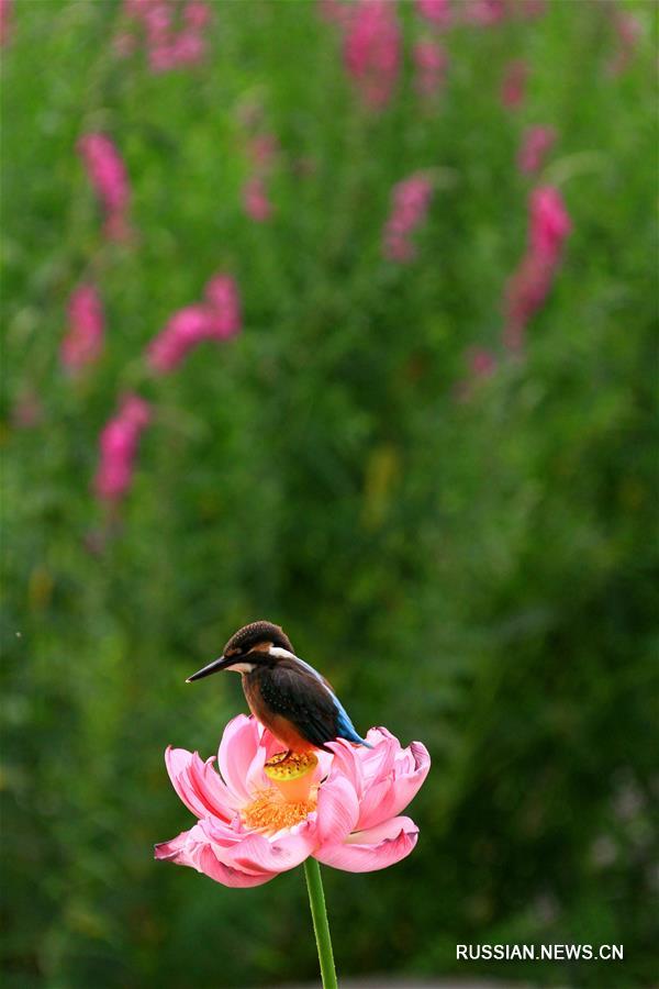 Зимородок на цветущем лотосе