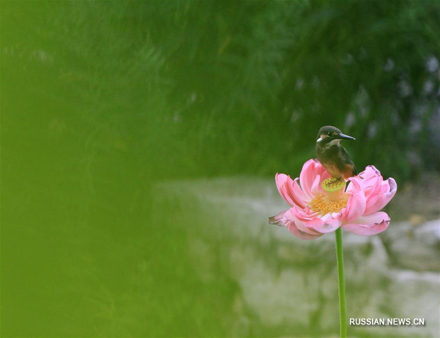 Зимородок на цветущем лотосе