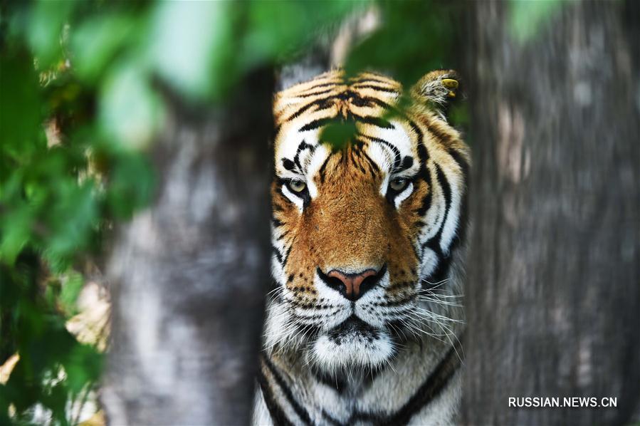 Питомник уссурийских тигров в Хэйлунцзяне