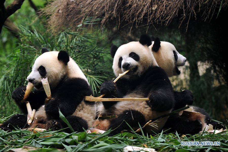 Единственные в мире панды-тройняшки полностью перешли на твердую пищу