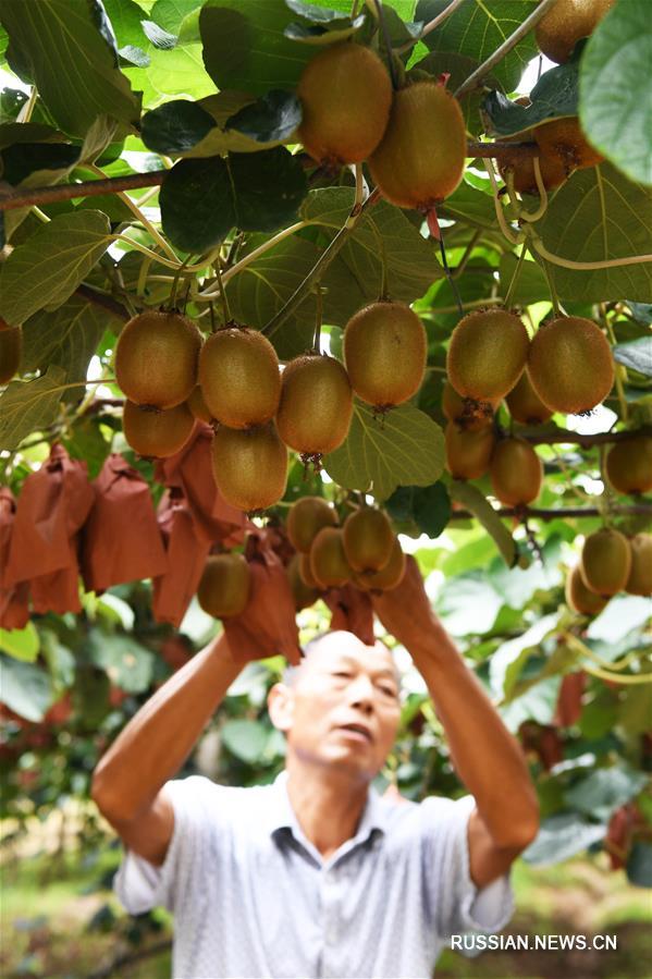 Выращивание киви -- новый источник доходов для фермеров из провинции Хэнань