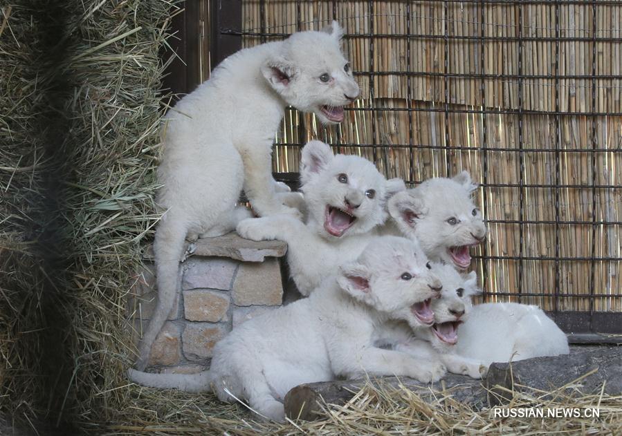 В зоопарке под Киевом появились белоснежные львята