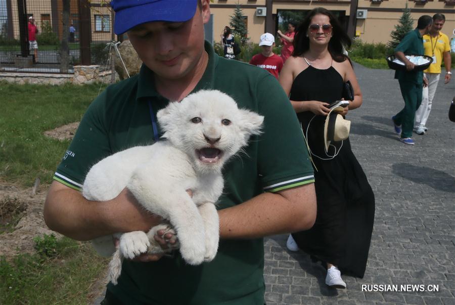 В зоопарке под Киевом появились белоснежные львята