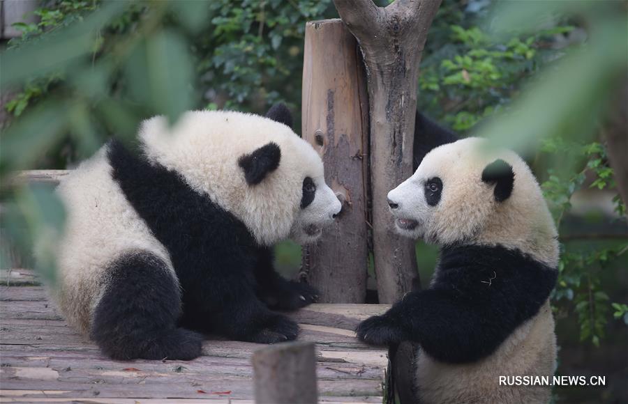 （社会）（2）国家林业局：大熊猫仍是濒危物种 需继续加大保护力度