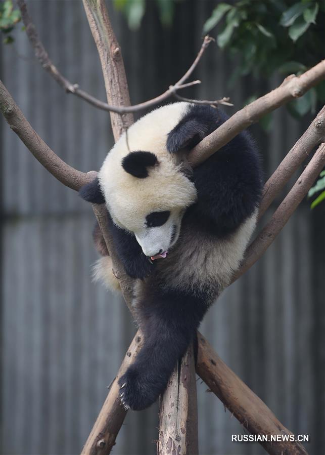 （社会）（3）国家林业局：大熊猫仍是濒危物种 需继续加大保护力度