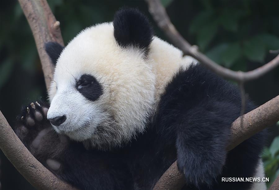 （社会）（4）国家林业局：大熊猫仍是濒危物种 需继续加大保护力度