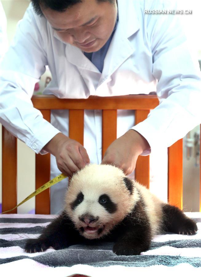 （社会）（4）大熊猫宝宝有了新名字