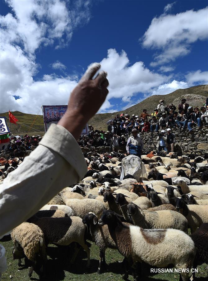 Овечий праздник в Тибетском АР