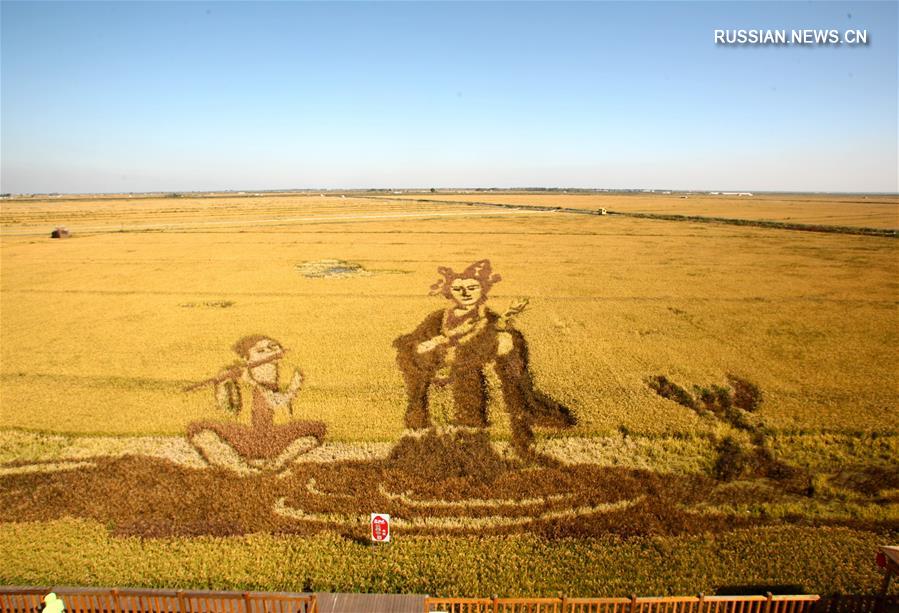 Картины на золотых рисовых полях