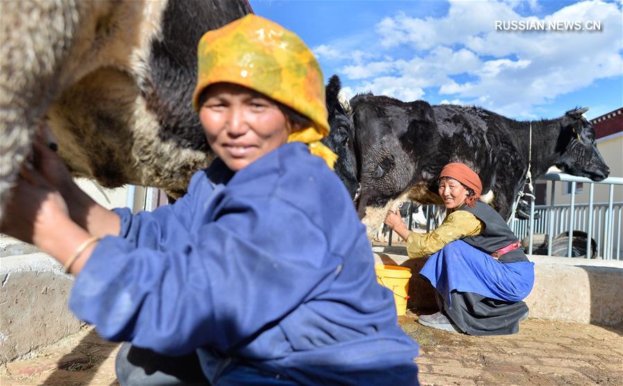 Новоселье в деревне Санью в Тибетском АР