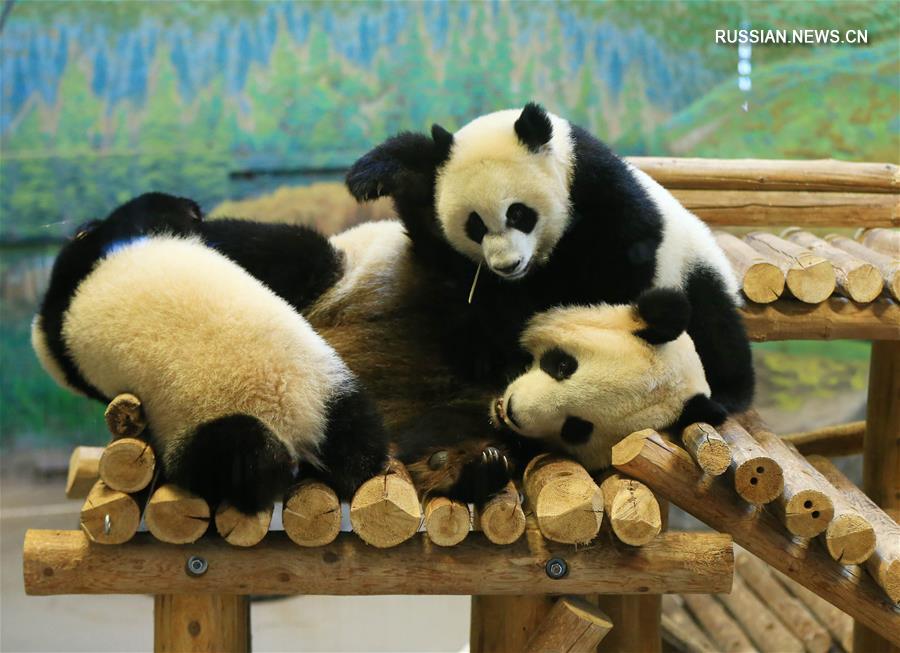 Пандам-близнецам из Торонто исполнился год