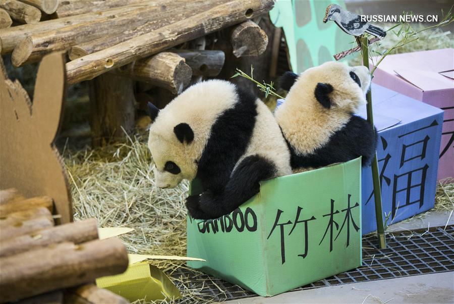 Пандам-близнецам из Торонто исполнился год