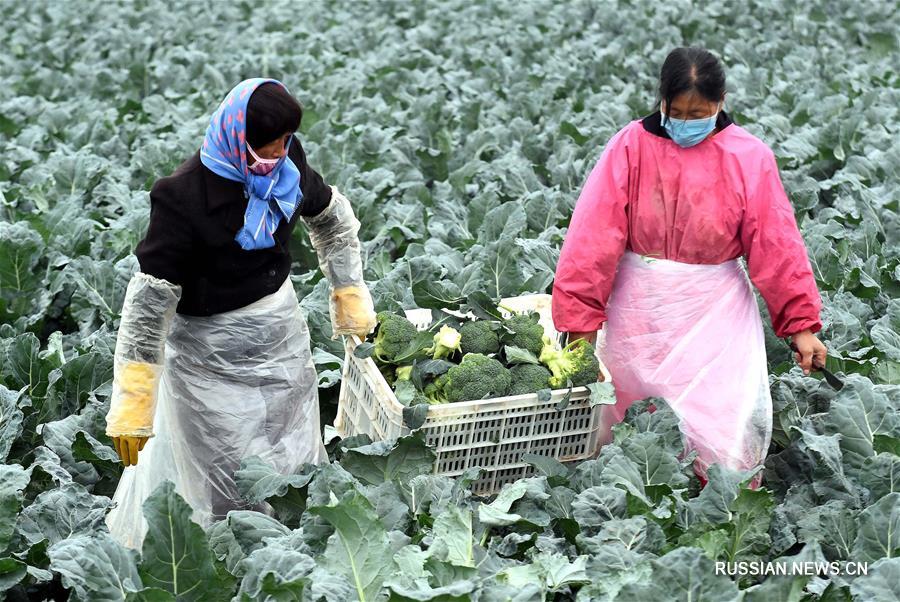Как выращивание брокколи стало "золотой жилой" для фермеров из провинции Хэбэй