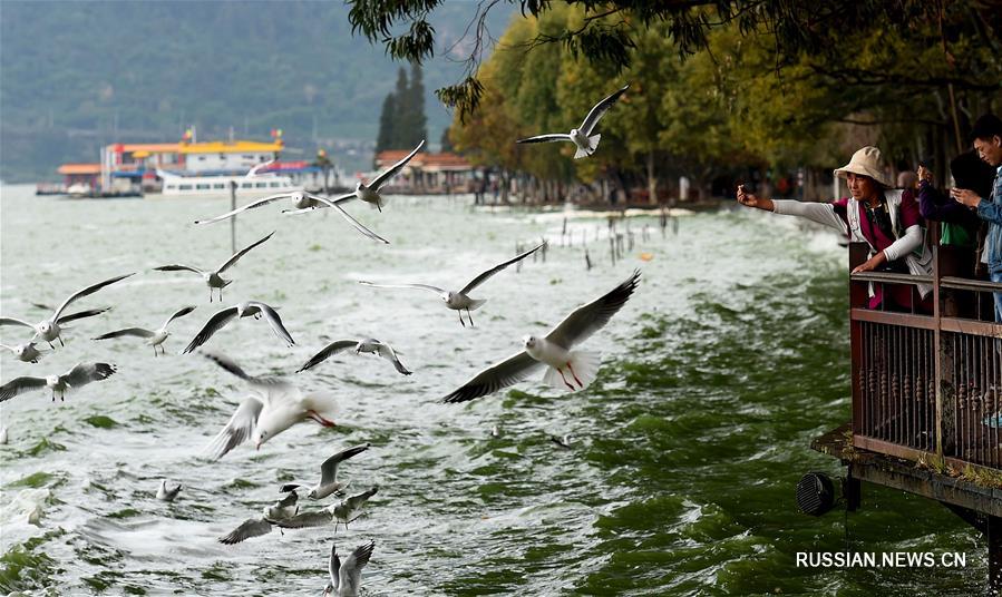 В Куньмин прилетели на зимовку озерные чайки