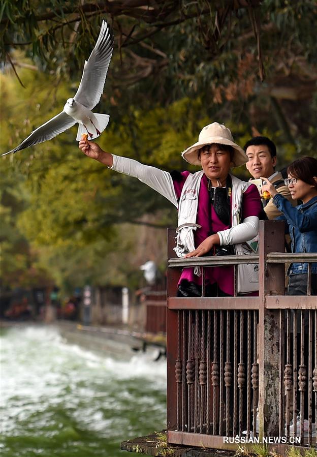 В Куньмин прилетели на зимовку озерные чайки