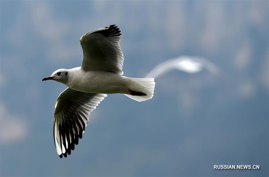 В Куньмин прилетели на зиму озерные чайки