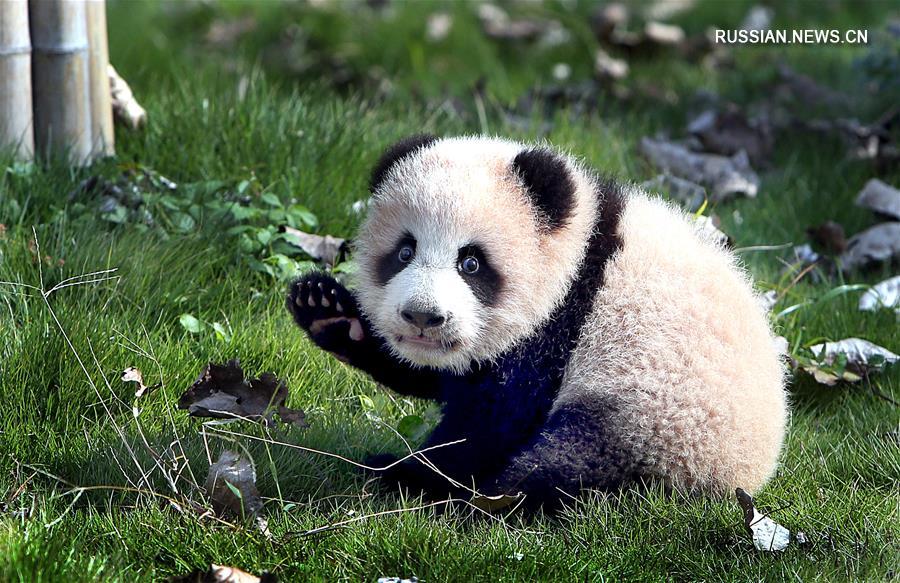 Маленькая панда "Хуашэн" из Шанхая выбралась на прогулку