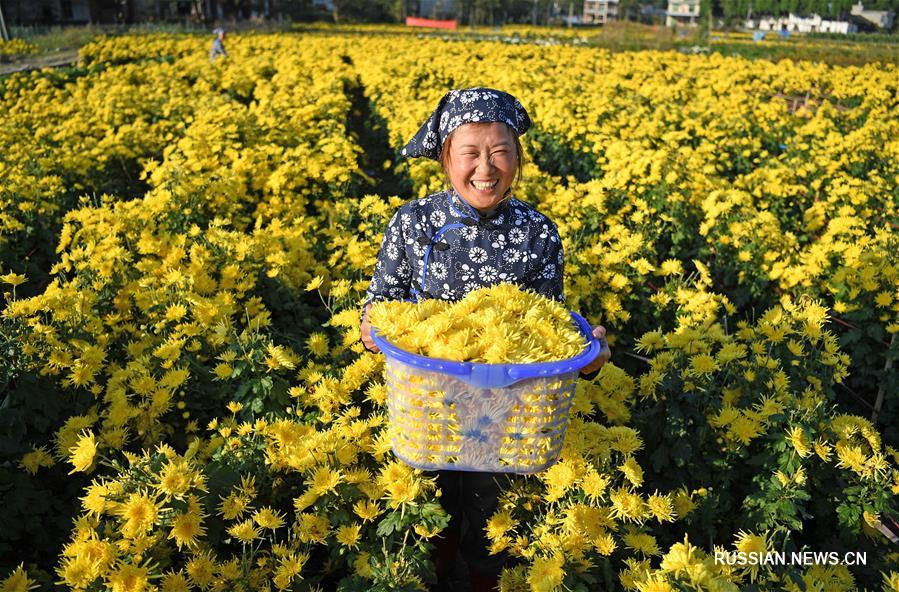 Сбор цветков хризантемы в провинции Цзянси