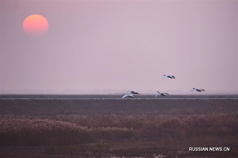 Остров Чунмин - рай для зимовки перелетных птиц