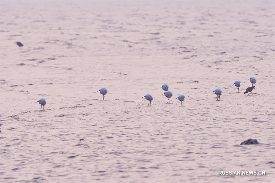 Остров Чунмин - рай для зимовки перелетных птиц