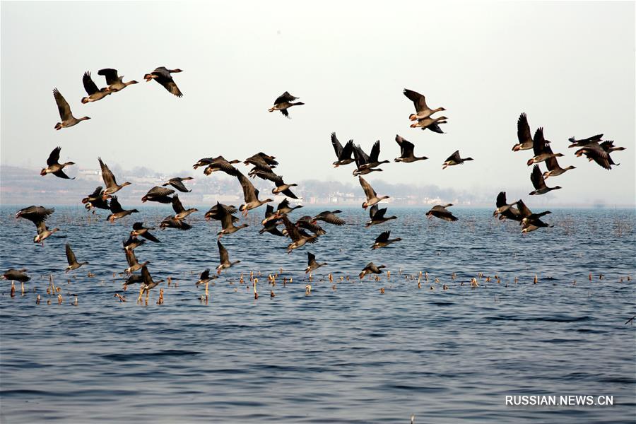 В уезд Цысянь провинции Хэбэй прилетело большое количество перелетных птиц
