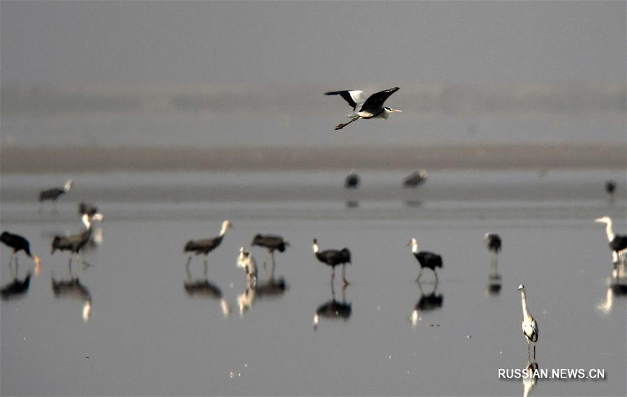 Птицы прилетают зимовать на озеро Поянху
