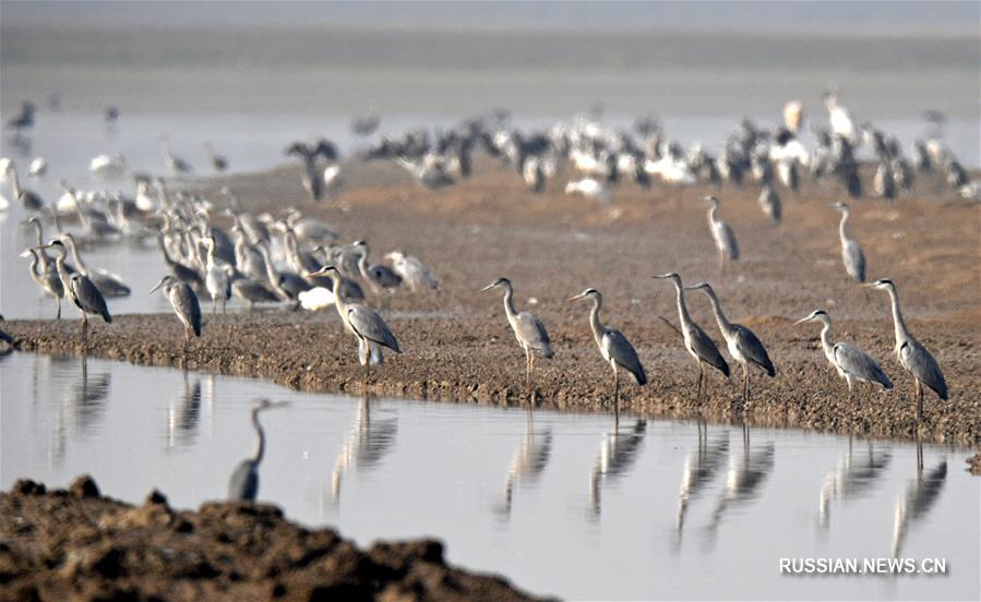 Птицы прилетают зимовать на озеро Поянху