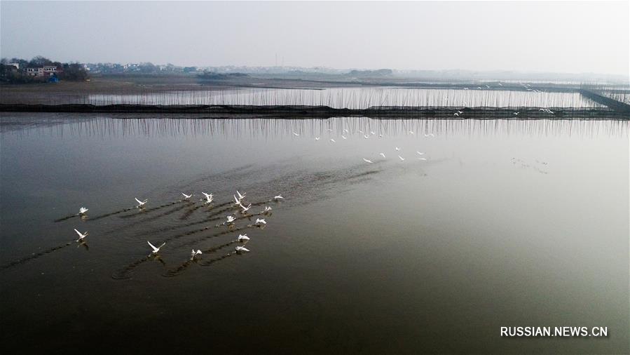 Перелетные птицы на озере Шэньцзиньху в провинции Аньхой