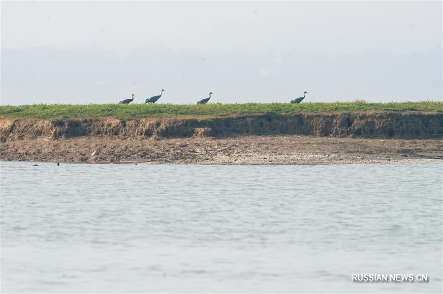 Перелетные птицы на озере Шэньцзиньху в провинции Аньхой
