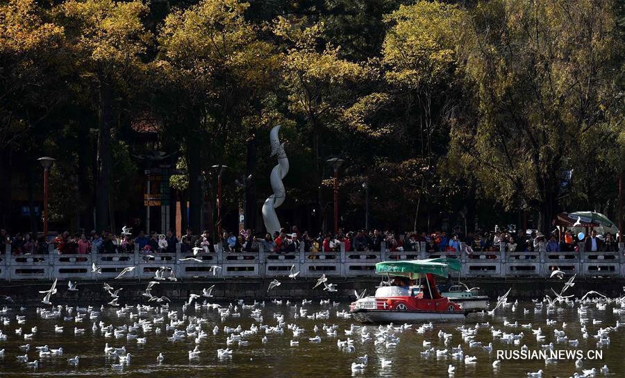 Зимнее общение людей и чаек в "городе весны"