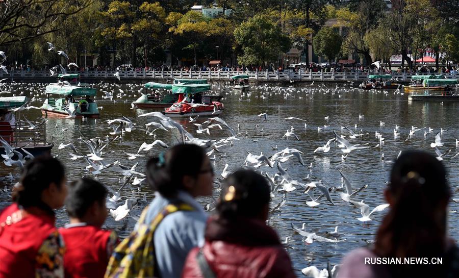 Зимнее общение людей и чаек в "городе весны"
